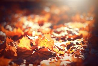 selective focus photography of brown leaves by Timothy Eberly courtesy of Unsplash.