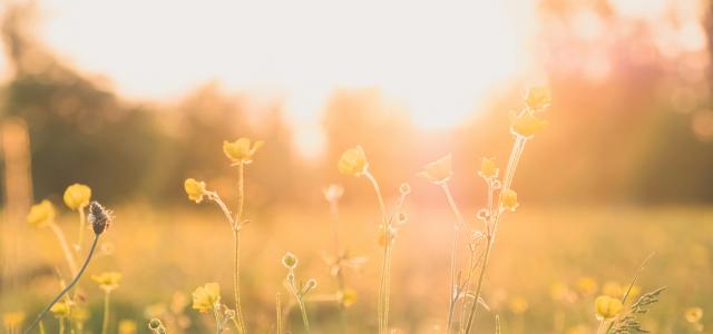 yellow flower field during sunset by Robin Mathlener courtesy of Unsplash.